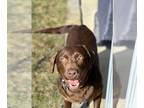 Labrador Retriever DOG FOR ADOPTION RGADN-1240693 - Fudge Round - Labrador