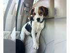 Beagle DOG FOR ADOPTION RGADN-1240701 - Rosie - Beagle (short coat) Dog For