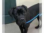 Mastiff DOG FOR ADOPTION RGADN-1240709 - Boo - Mastiff Dog For Adoption
