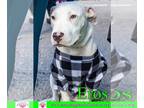 American Staffordshire Terrier Mix DOG FOR ADOPTION RGADN-1240713 - Eros -