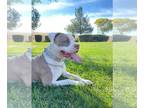 American Pit Bull Terrier DOG FOR ADOPTION RGADN-1240718 - IROH - Pit Bull