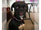 Boxer DOG FOR ADOPTION RGADN-1240729 - Luna VII - Boxer Dog For Adoption