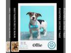 Basset Hound-Feist Terrier Mix DOG FOR ADOPTION RGADN-1240730 - Ollie (Bouji's