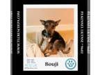 Feist Terrier Mix DOG FOR ADOPTION RGADN-1240734 - Bouji (Mom to Bouji's Boys)