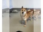 Shiba Inu DOG FOR ADOPTION RGADN-1240745 - Tru 33/2906 - Shiba Inu Dog For