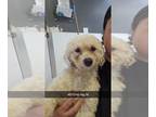 Bichon Frise DOG FOR ADOPTION RGADN-1240750 - Tafty #4815 - Bichon Frise Dog For