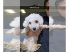 Bichon Frise Mix DOG FOR ADOPTION RGADN-1240759 - Toto #4802 - Bichon Frise /