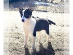 Australian Shepherd Mix DOG FOR ADOPTION RGADN-1240772 - **BAGEL** Adoption
