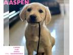 Golden Retriever Mix DOG FOR ADOPTION RGADN-1240780 - ASPEN - Golden Retriever /
