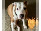 American Pit Bull Terrier Mix DOG FOR ADOPTION RGADN-1240798 - Aspen - Pit Bull