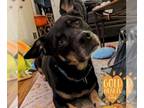 Basset Hound Mix DOG FOR ADOPTION RGADN-1240813 - Belinda - Shepherd / Basset
