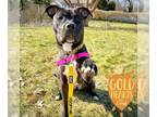 American Staffordshire Terrier Mix DOG FOR ADOPTION RGADN-1240820 - Becky -