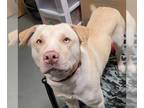 Labrador Retriever Mix DOG FOR ADOPTION RGADN-1240822 - Macchiato pp w/ Latte -