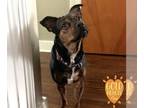 Puggle DOG FOR ADOPTION RGADN-1240830 - Meadow - Beagle / Pug / Mixed Dog For