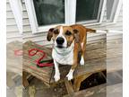 Beagle Mix DOG FOR ADOPTION RGADN-1240842 - Akuma (Bonded to Buck