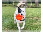 German Shepherd Dog Mix DOG FOR ADOPTION RGADN-1240846 - FOGGY - German Shepherd