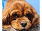 Cavalier King Charles Spaniel DOG FOR ADOPTION RGADN-1240850 - Michelle -