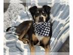 Puggle DOG FOR ADOPTION RGADN-1240851 - Donnie - Beagle / Pug / Mixed (short