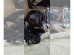 Boxer Mix DOG FOR ADOPTION RGADN-1240858 - Black Lab Boxer mix Pups - Black