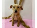 Collie-German Shepherd Dog Mix DOG FOR ADOPTION RGADN-1240861 - *HANSEL - German