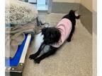 Affenpinscher Mix DOG FOR ADOPTION RGADN-1240865 - BROOKE - Affenpinscher /