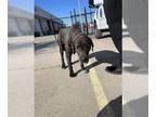 Labrador Retriever Mix DOG FOR ADOPTION RGADN-1240877 - *EEYORE - Labrador