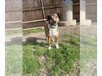 Beagle Mix DOG FOR ADOPTION RGADN-1240887 - KHELANIE - Beagle / Mixed (medium