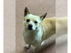 Norwich Terrier Mix DOG FOR ADOPTION RGADN-1240888 - LA MALA - Norwich Terrier /