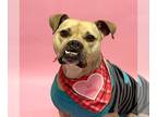 Boxer DOG FOR ADOPTION RGADN-1240894 - Kala - Boxer / Labrador Retriever Dog For