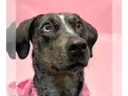 Catahoula Leopard Dog Mix DOG FOR ADOPTION RGADN-1240897 - Bjork - Catahoula