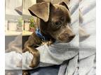 Chug DOG FOR ADOPTION RGADN-1240899 - Leonard - In a Foster Home!