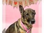 German Shepherd Dog DOG FOR ADOPTION RGADN-1240901 - Jo - German Shepherd Dog