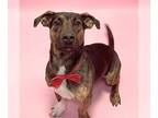 Basset Hound DOG FOR ADOPTION RGADN-1240904 - Arthur - Basset Hound / Terrier