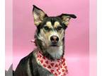 Mix DOG FOR ADOPTION RGADN-1240905 - Trip - Husky / Terrier Dog For Adoption