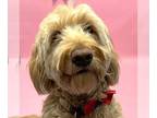 Golden Retriever Mix DOG FOR ADOPTION RGADN-1240906 - Beau - Golden Retriever /