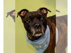 Boxer Mix DOG FOR ADOPTION RGADN-1240908 - Chicken-in a Foster Home - Boxer /