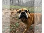 Boxer-Mastiff Mix DOG FOR ADOPTION RGADN-1240919 - Roscoe - Boxer / Mastiff /