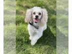 Cocker Spaniel-Poodle (Miniature) Mix DOG FOR ADOPTION RGADN-1240922 - Ralphie -