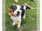 American Staffordshire Terrier Mix DOG FOR ADOPTION RGADN-1240925 - Brandy -