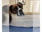 Boxer DOG FOR ADOPTION RGADN-1240928 - Roxie - IN TRAINING/MOVING TO HER FOSTER