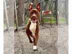 American Pit Bull Terrier-Basenji Mix DOG FOR ADOPTION RGADN-1240934 - MARVIN -