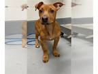 American Pit Bull Terrier-Dachshund Mix DOG FOR ADOPTION RGADN-1240936 - ARROW -