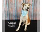 Siberian Husky DOG FOR ADOPTION RGADN-1240939 - ABIGAIL - Siberian Husky (medium