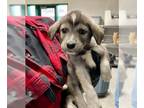Norwegian Elkhound-Siberian Husky Mix DOG FOR ADOPTION RGADN-1240957 - RYCHU -