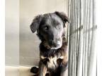 Borador DOG FOR ADOPTION RGADN-1240959 - SUZIE - Border Collie / Labrador