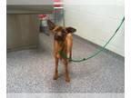 German Shepherd Dog Mix DOG FOR ADOPTION RGADN-1240976 - ANGEL - German Shepherd