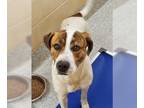 Coonhound Mix DOG FOR ADOPTION RGADN-1240982 - Remi Sweetheart Baby Boy loves to