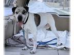 Labrador Retriever Mix DOG FOR ADOPTION RGADN-1240983 - Katie - Labrador