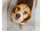 Beagle Mix DOG FOR ADOPTION RGADN-1240984 - Walter Adorable Beagle Boy - Beagle