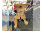 Pembroke Welsh Corgi Mix DOG FOR ADOPTION RGADN-1240989 - Sullivan *Adoption